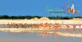 /album/fotogaleria-cuyo/reserva-biosfera-ria-lagartos-yucatan-jpg1/